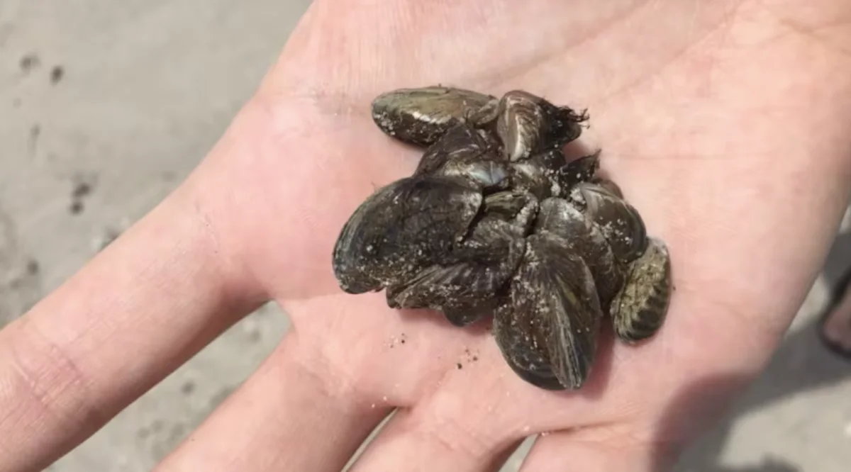 Zebra mussels found in Riding Mountain National Park lake, says Parks
