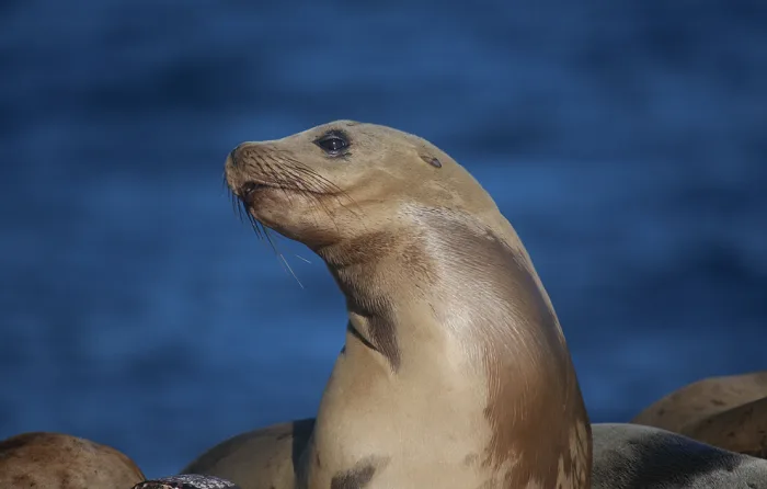 The battle between animals and plastics