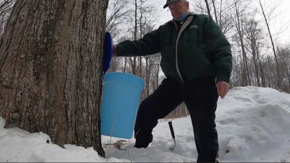 Nothing signals spring’s arrival quite like sap flow and sweet maple syrup