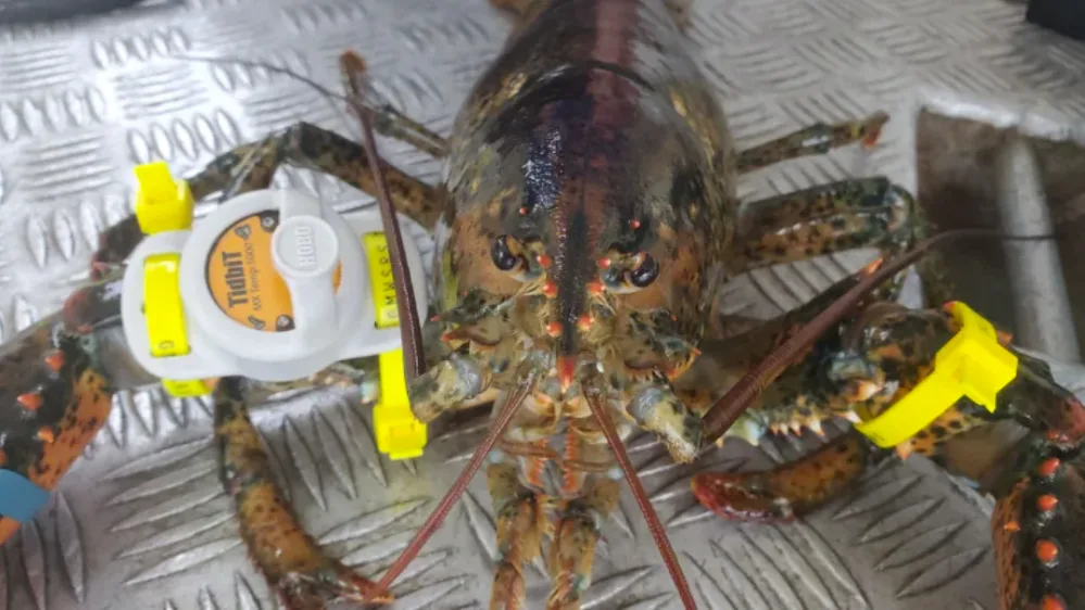 Tagging along on the secret life of the lobster