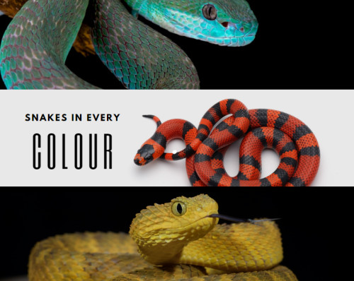 SNAKE has more colors now! : r/google