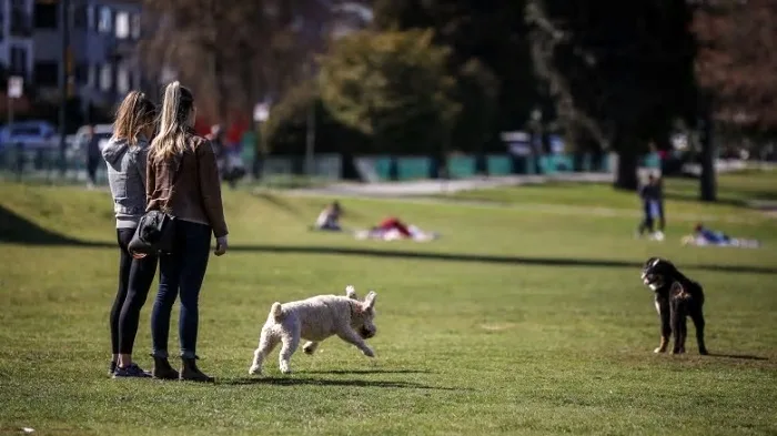 dogs-kitsilano-beach-vancouver-summer-sun-weather wdp