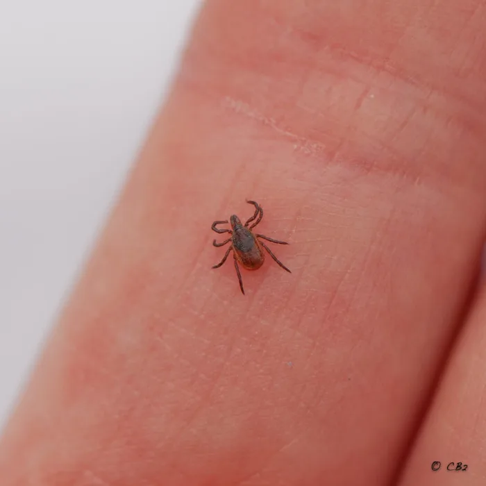 Hausse importante des cas de maladie de Lyme