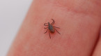 Hausse importante des cas de maladie de Lyme