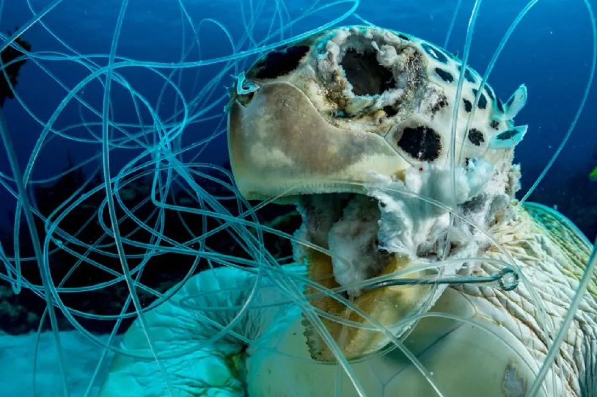 Canadian photographer hopes image of trapped sea turtle will inspire change