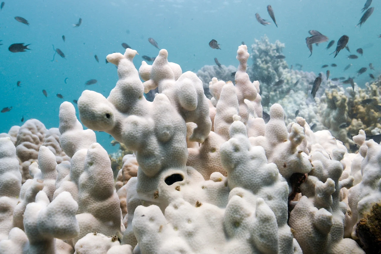 ENVIRONMENT-COP16-CORALS/REUTERS/Napat Wesshasartar/File Photo