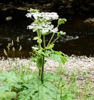 'It's taken over:' Giant hogweed is growing by 500 per cent a year in this spot