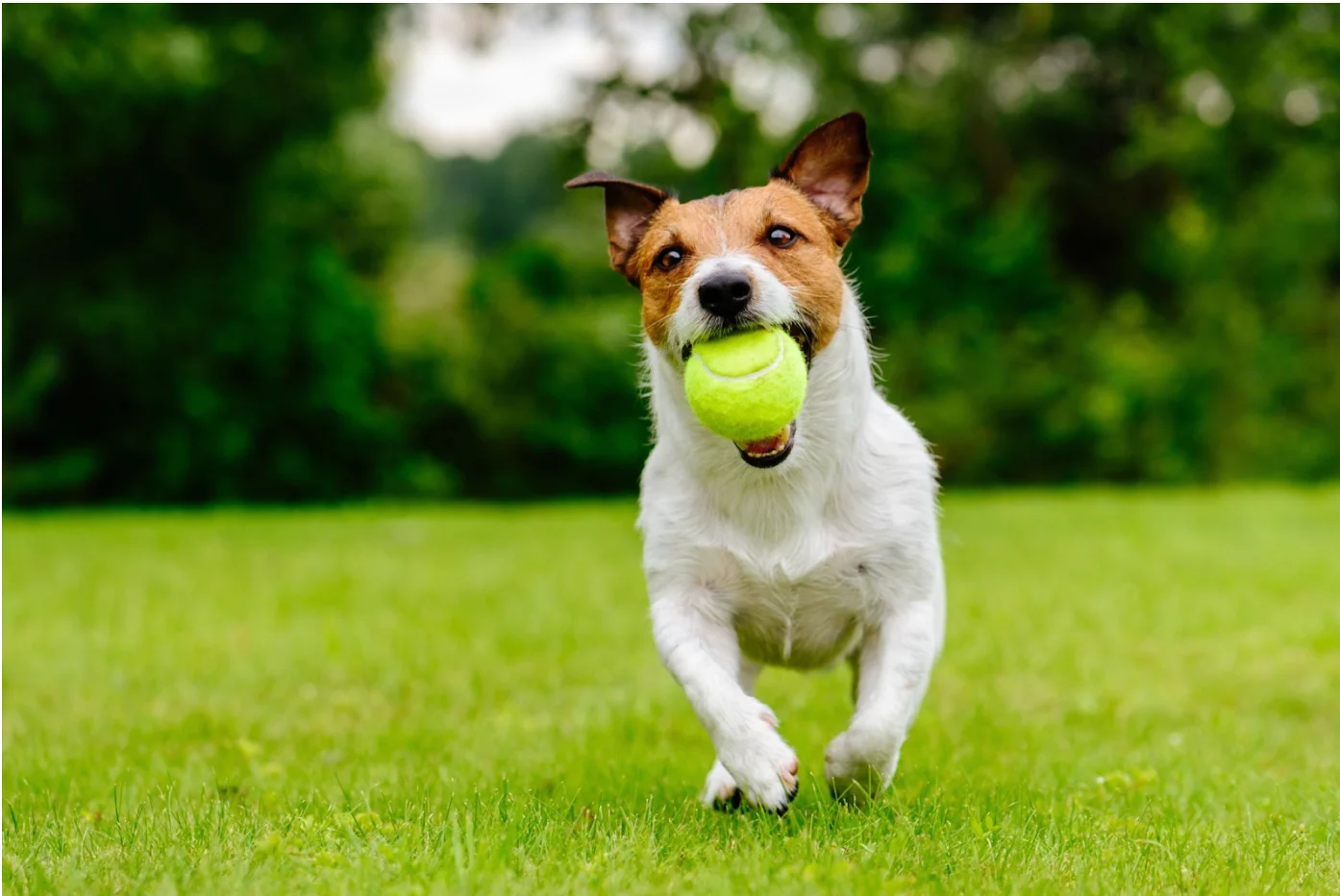 Getty Images: Dog playing catch with a tennis ball on a spring or summer day on grass