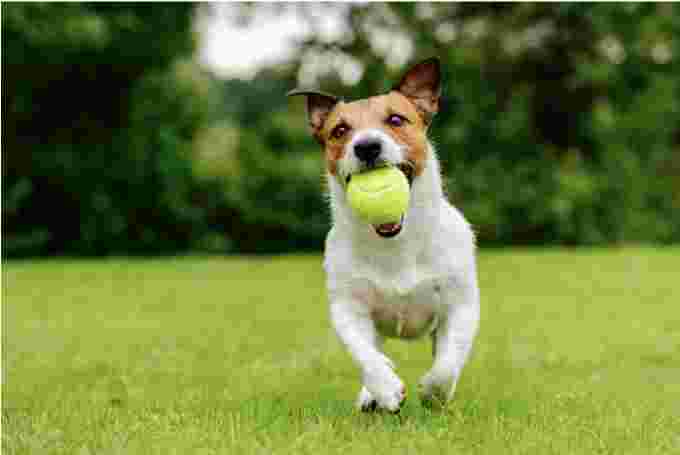 Getty Images: Dog playing catch with a tennis ball on a spring or summer day on grass