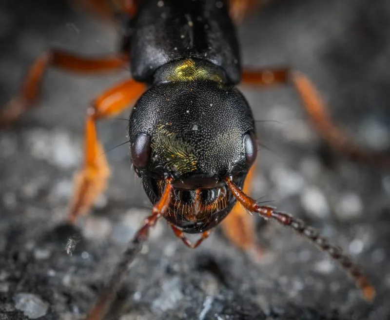 Ants on the march? 5 things you'll need to keep them out of your home