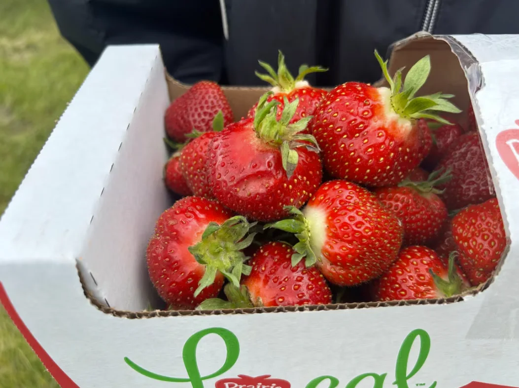 CBC: Strawberries are big and plentiful at Cormier's Berry Patch near La Salle, Man. (Josh Crabb/CBC )