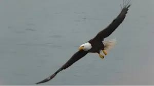 Why bald eagle sightings have soared across Alberta