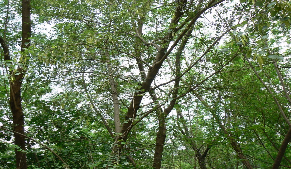 Six millions d'arbres centenaires ont été abattus illégalement