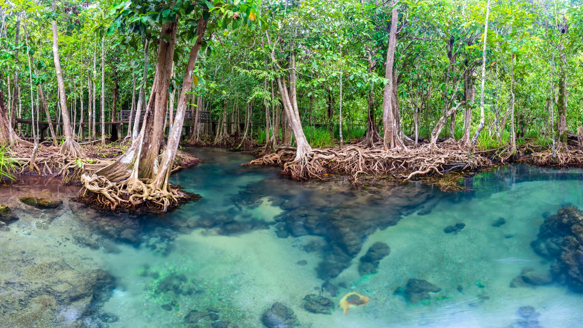 Jungle river in Thapom mangrove forest, Krabi, Thailand. Credit:  Pakin Songmor. Moment. Getty Images