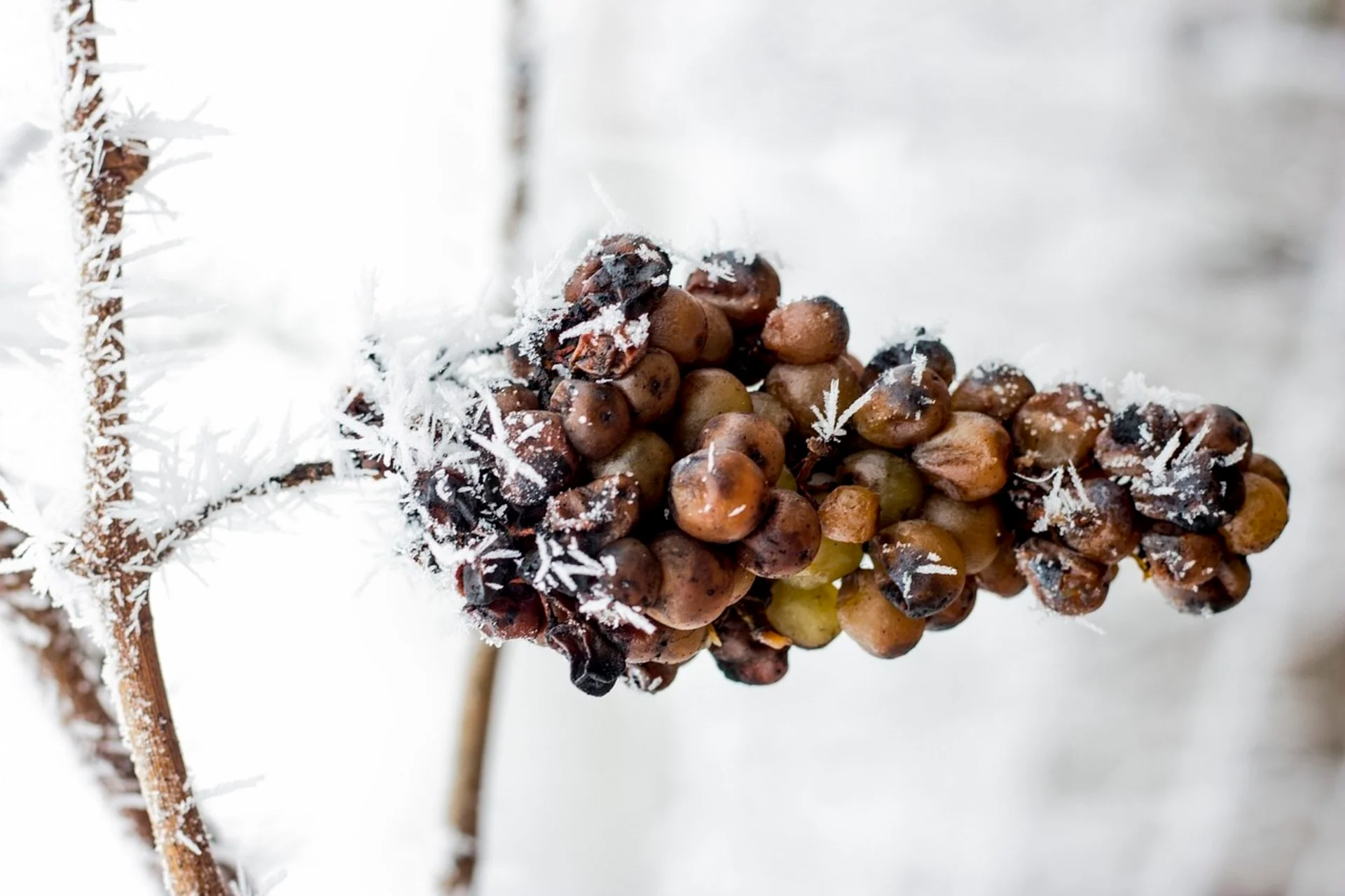 Winemakers adapt grape varieties due to extreme weather