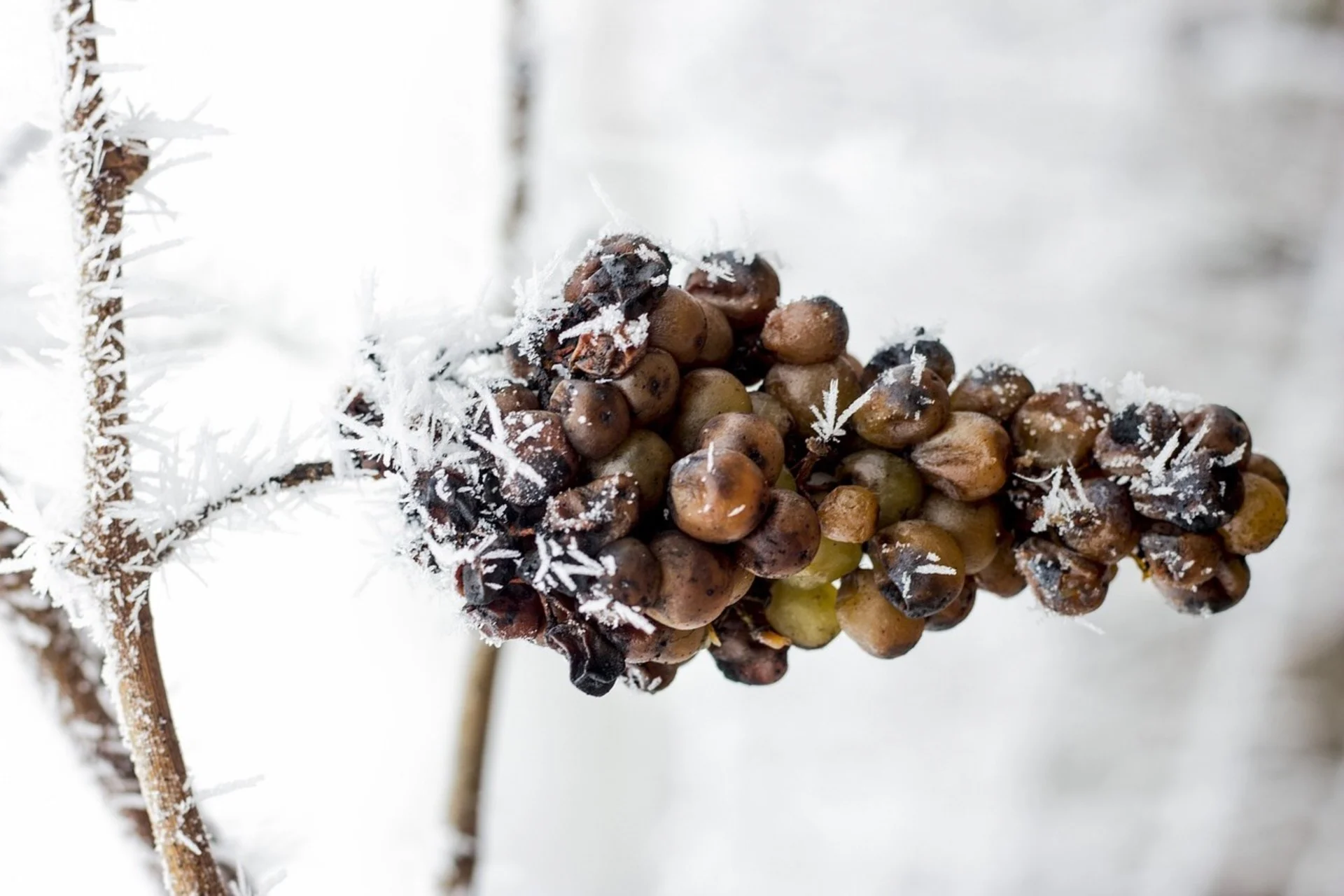 Winemakers adapt grape varieties due to extreme weather