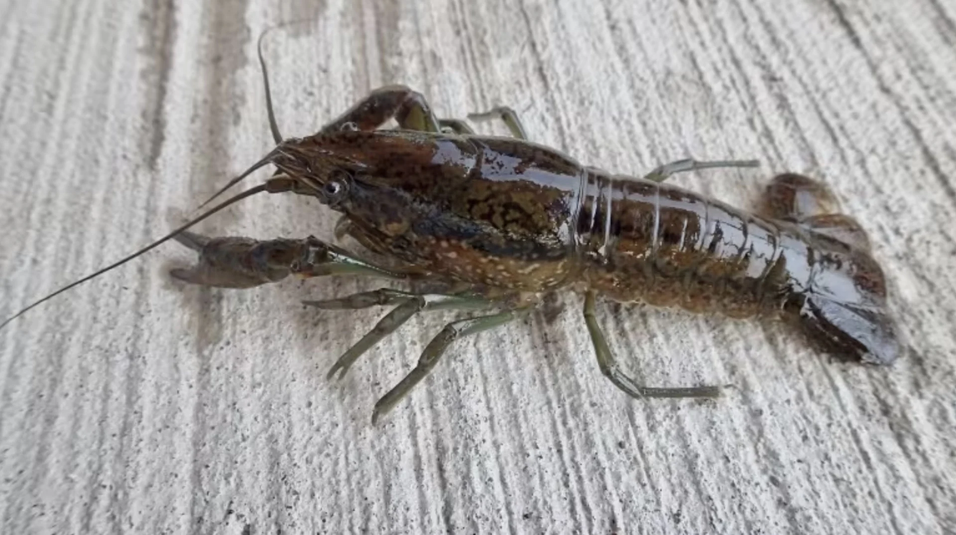 Scientists work to stop self-cloning crayfish after first detection in Canada