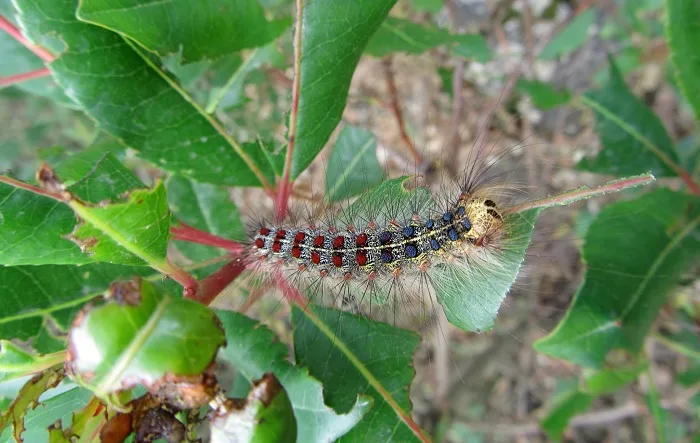 How to control a gypsy moth outbreak