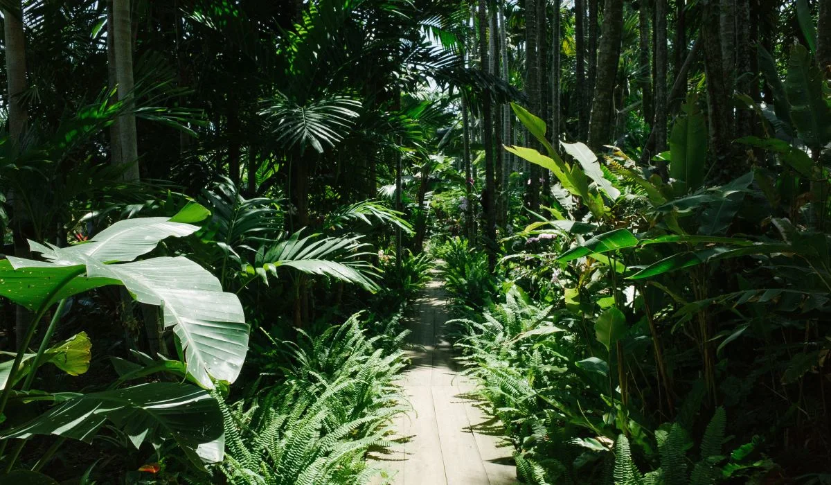 Des « super plantes » à la rescousse !