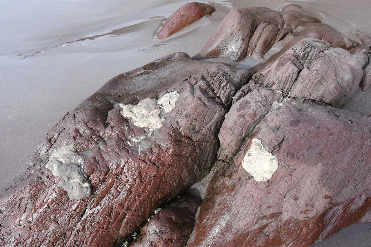 Mystery of blobs washing up on Newfoundland's beaches solved - The ...