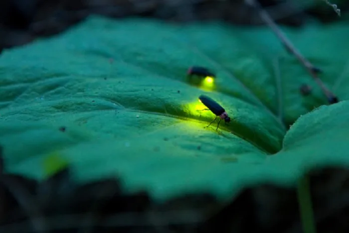 It's been a good year for fireflies, and weather may be the reason