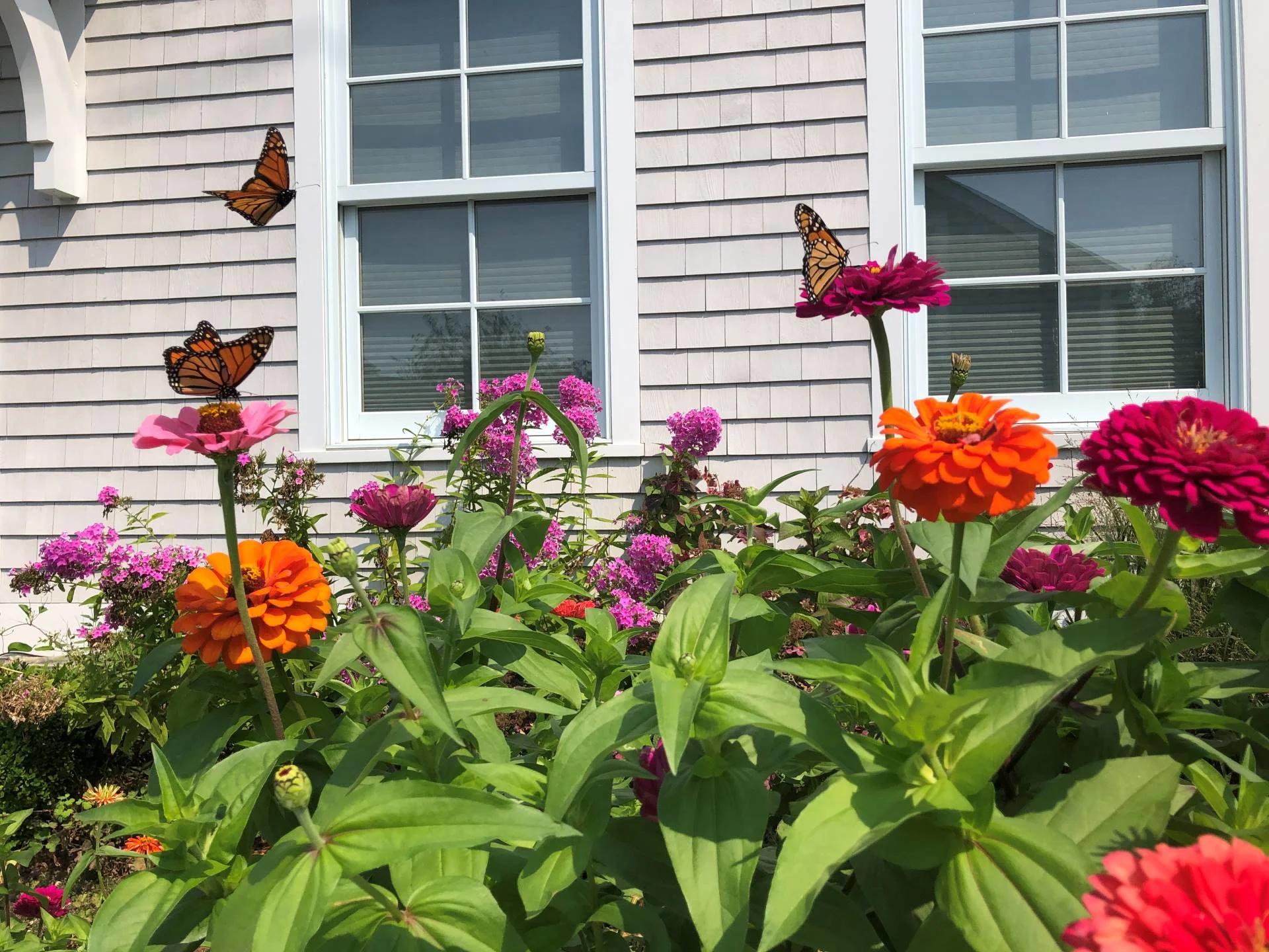 Cinq défis pour favoriser la biodiversité chez vous