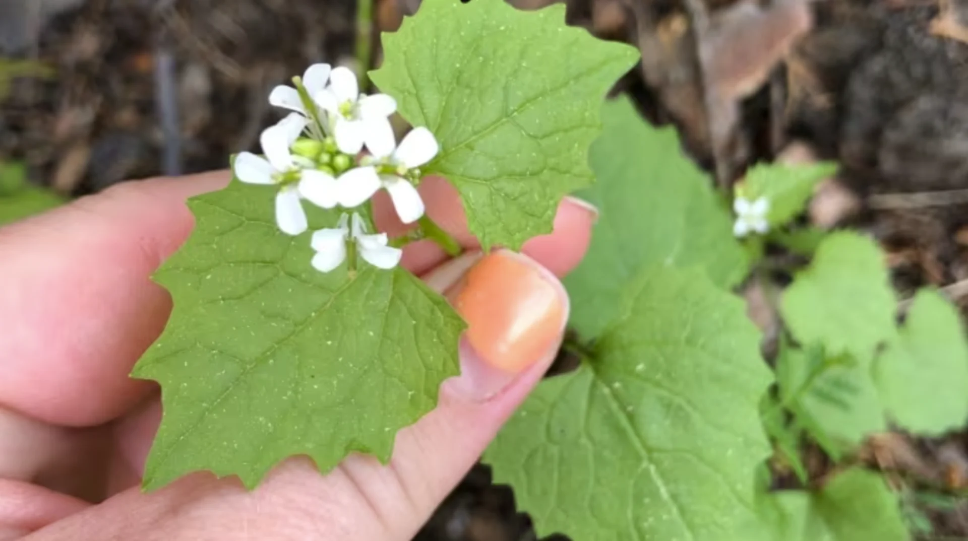 Garlic mustard and spongy moths: invasive species threaten biodiversity in N.B.