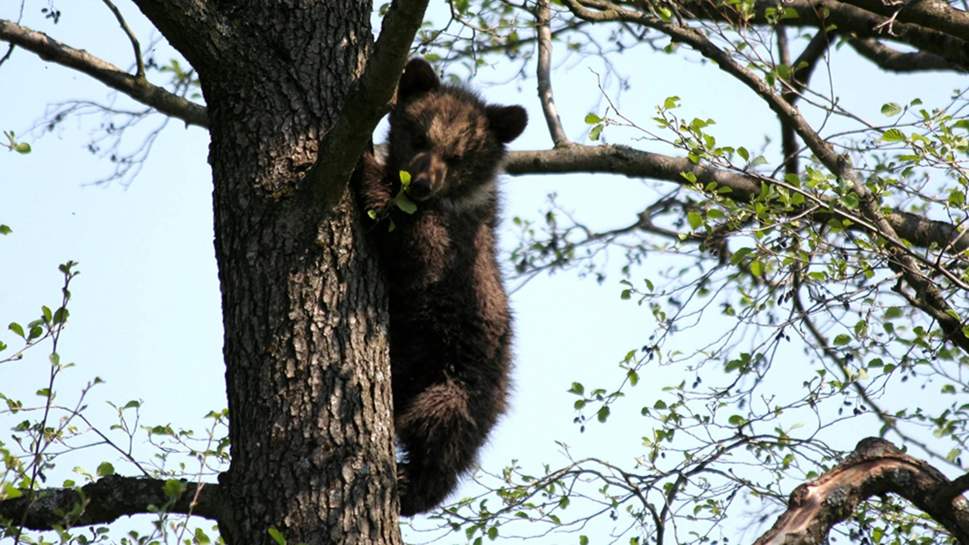 Que faire si on croise un animal sauvage en ville?