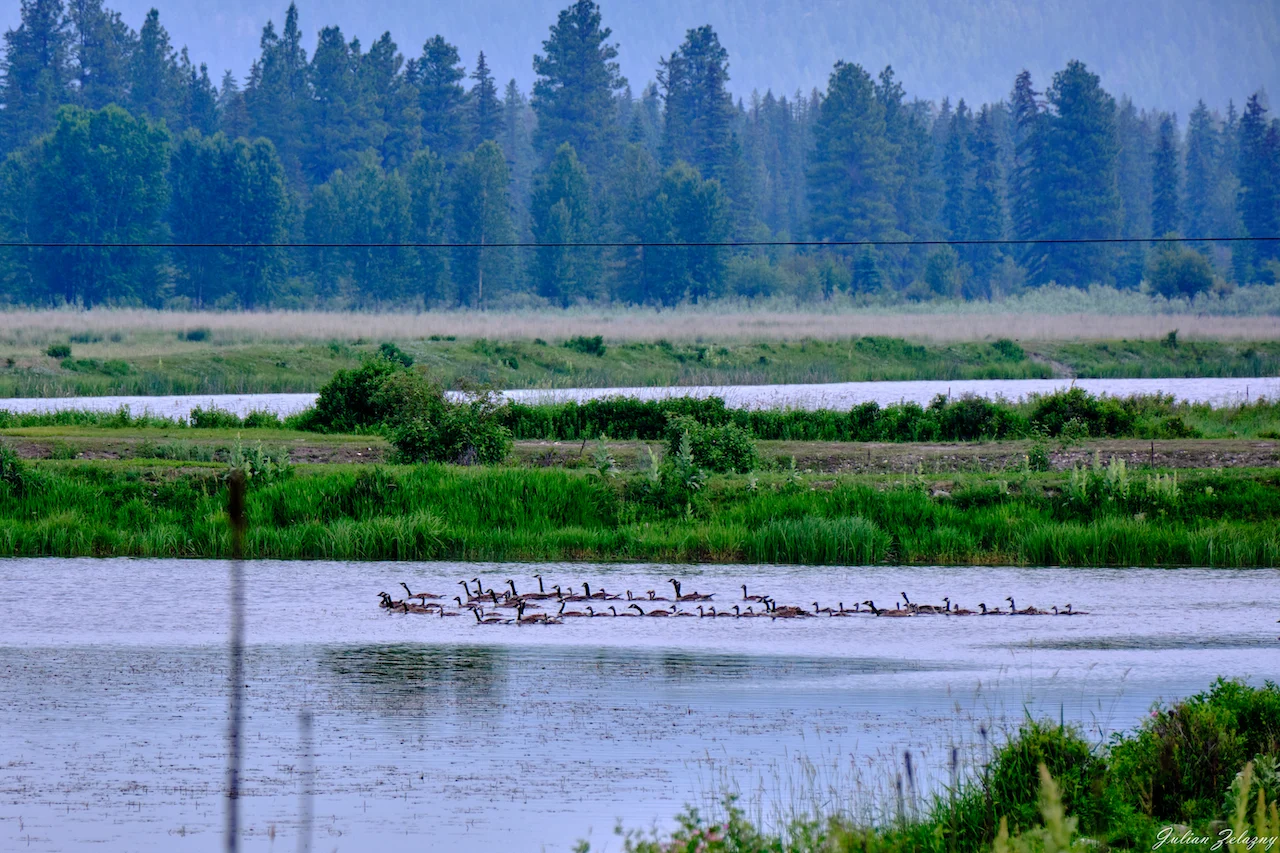 Waterfowl/The Nature Trust of BC/Submitted to The Weather Network