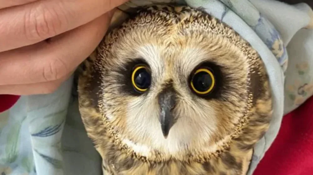 Alberta Institute for Wildlife Conservation: Rescue owl.