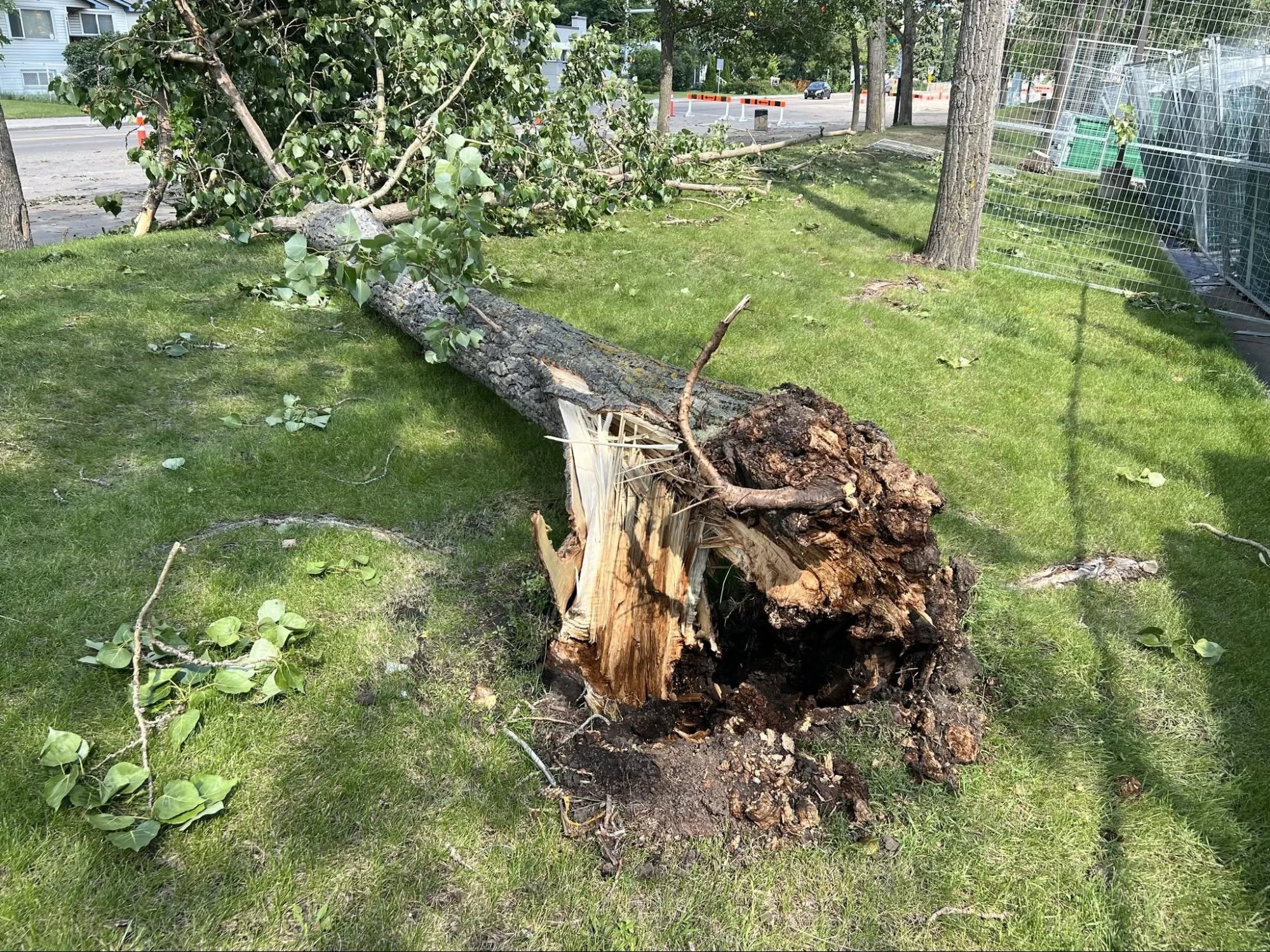 Dave Foley - Tree damage in Edmonton - July 25