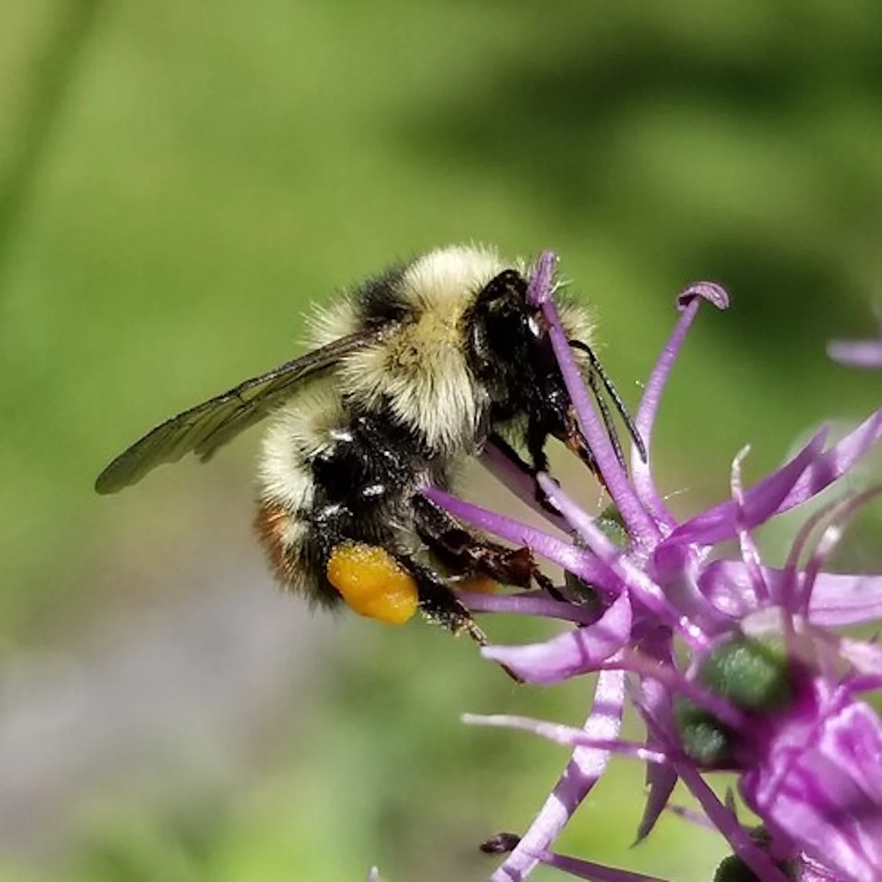 Bee/UGC (Debbie Patterson)