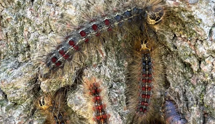 Invasive moth caterpillar infestation breaking records in Central Canada
