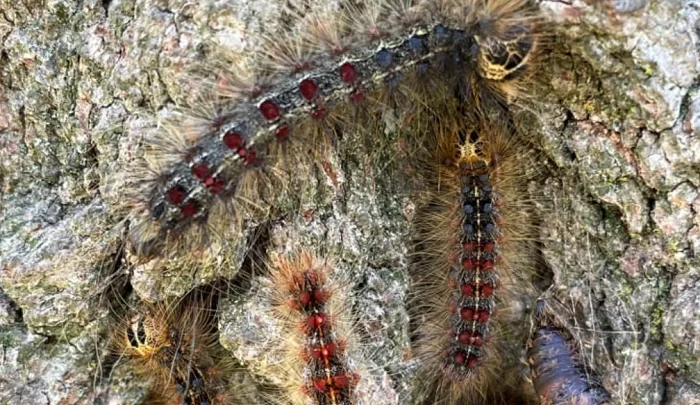 Cet insecte va vous tomber sur la tête cet été