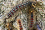 Invasive moth caterpillar infestation breaking records in Central Canada