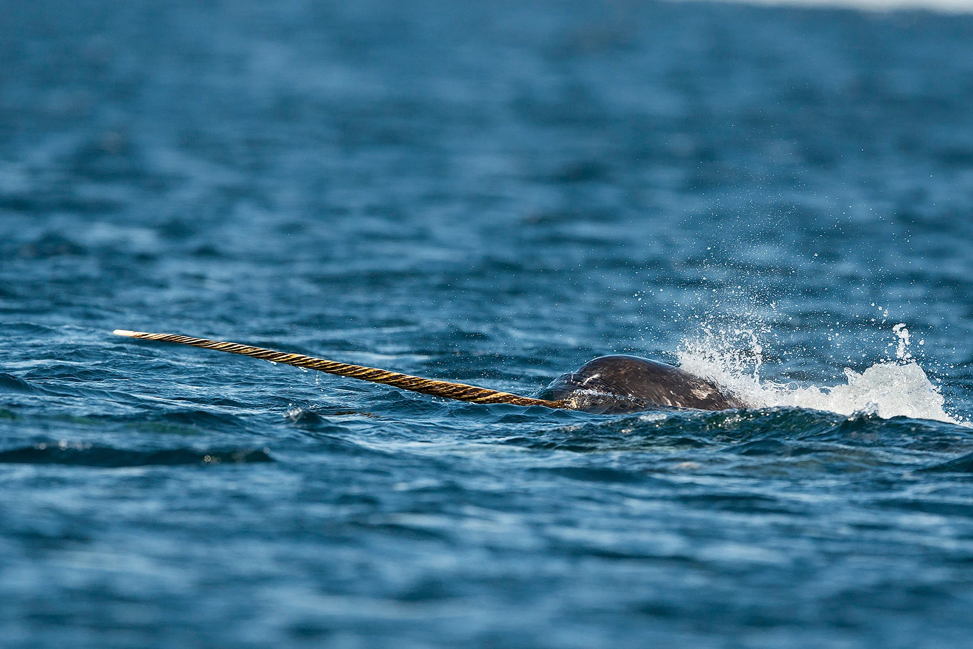 narwhal credit: wildestanimal. Moment. Getty Images.