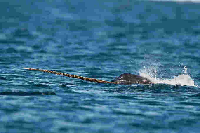 narwhal credit: wildestanimal. Moment. Getty Images.