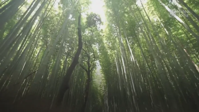 Près du tiers des espèces d’arbres sauvages en danger d’extinction 