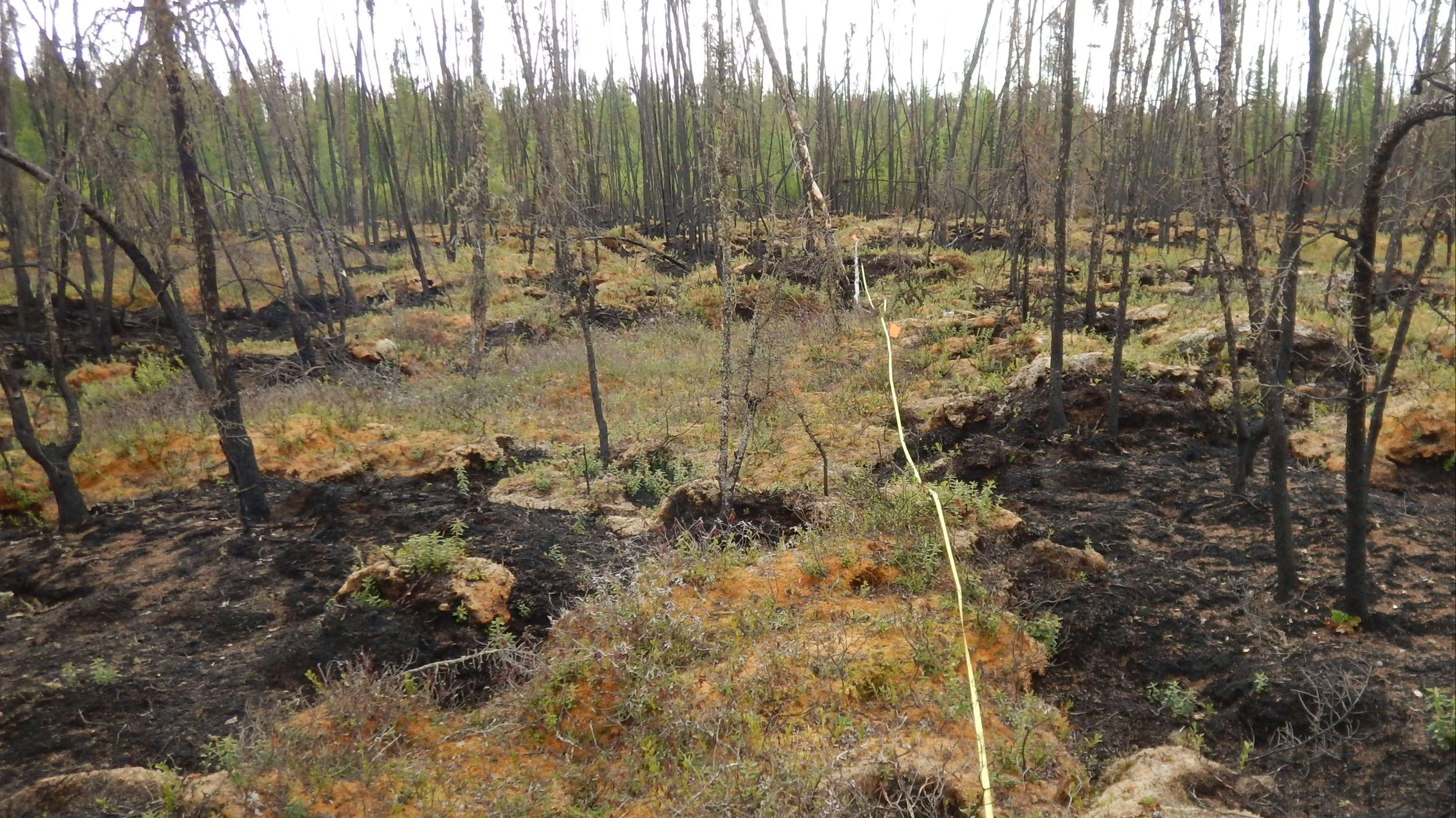 Peatlands create safe, natural havens from wildfires — but they need protection