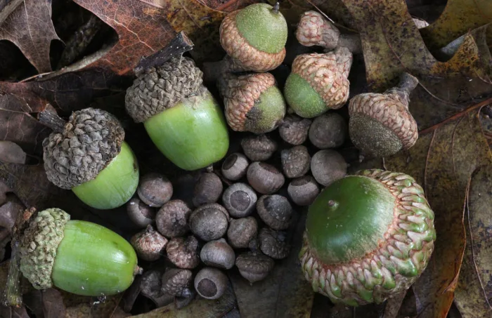 Test your nature knowledge: Can you name these berries, nuts and trees?