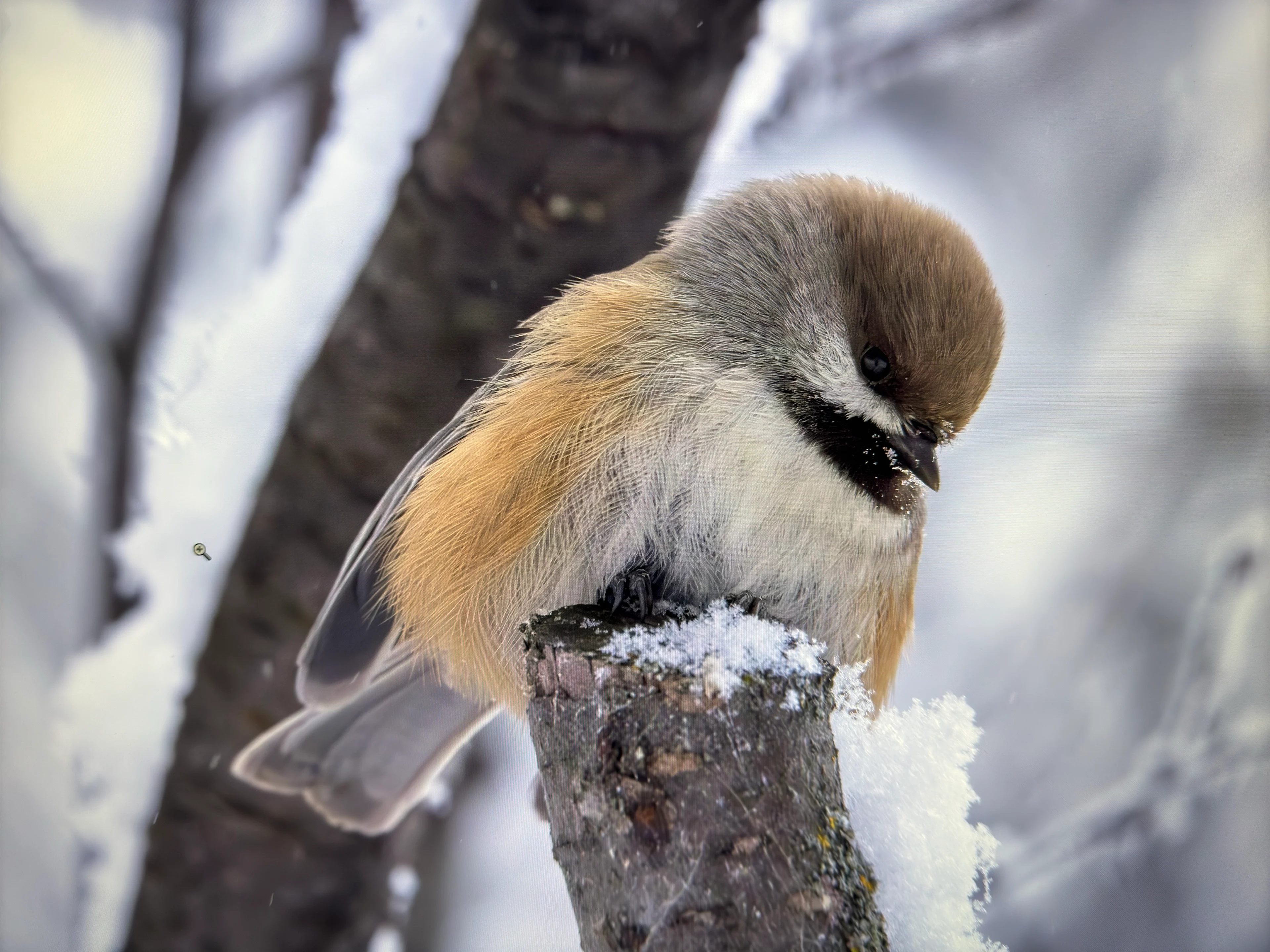UGC: Boreal chickadee in Red Deer, Alta. (Roger Steele/Submitted)