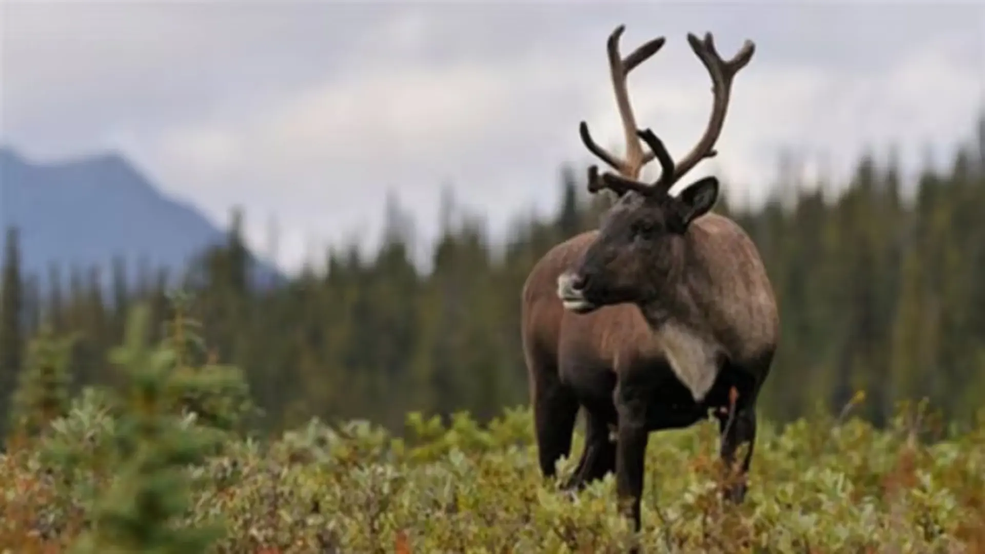 Caribou recovery program at Jasper National Park aims to boost herd numbers