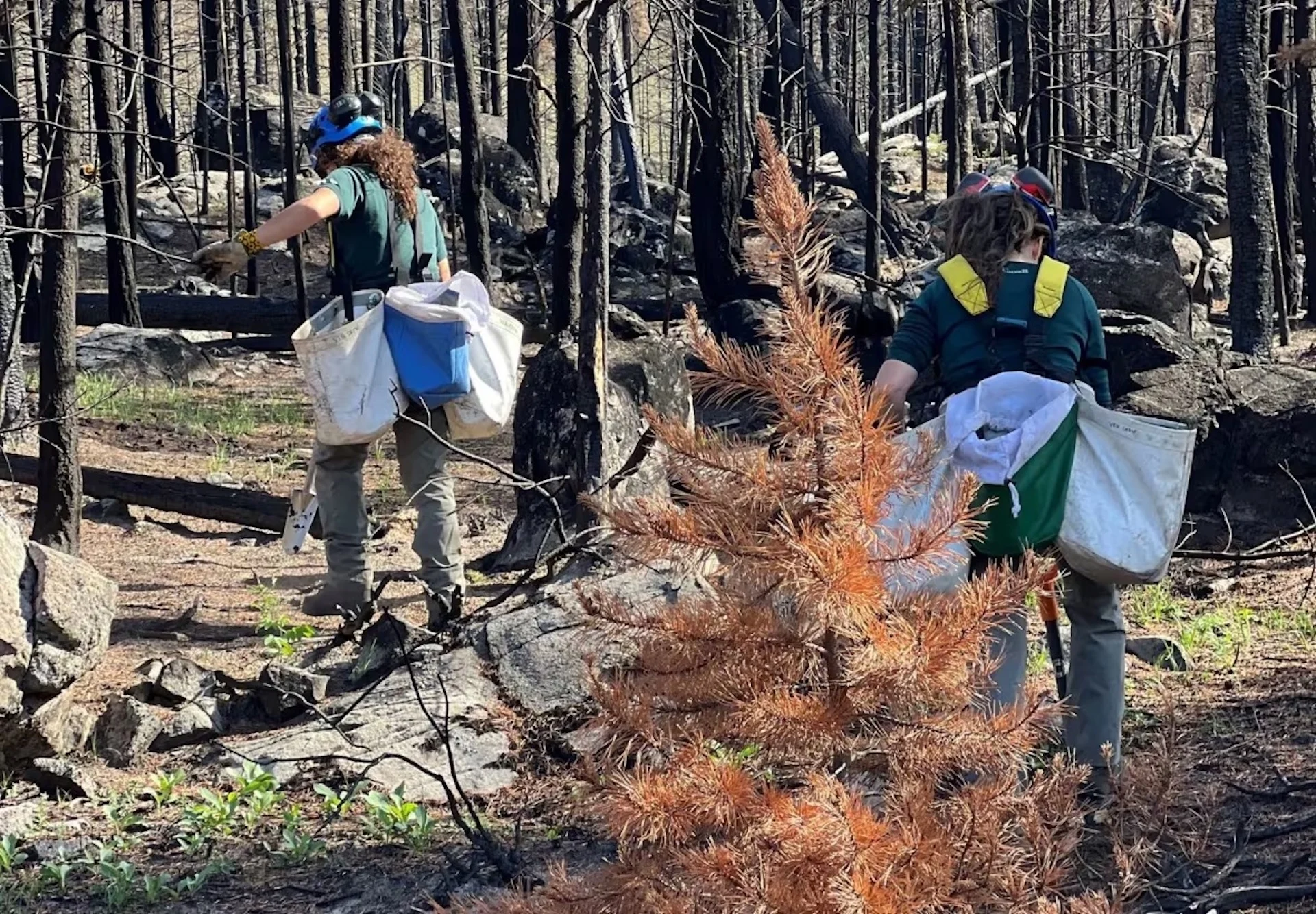 parks-canada-tree-planting/Parks Canada via CBC