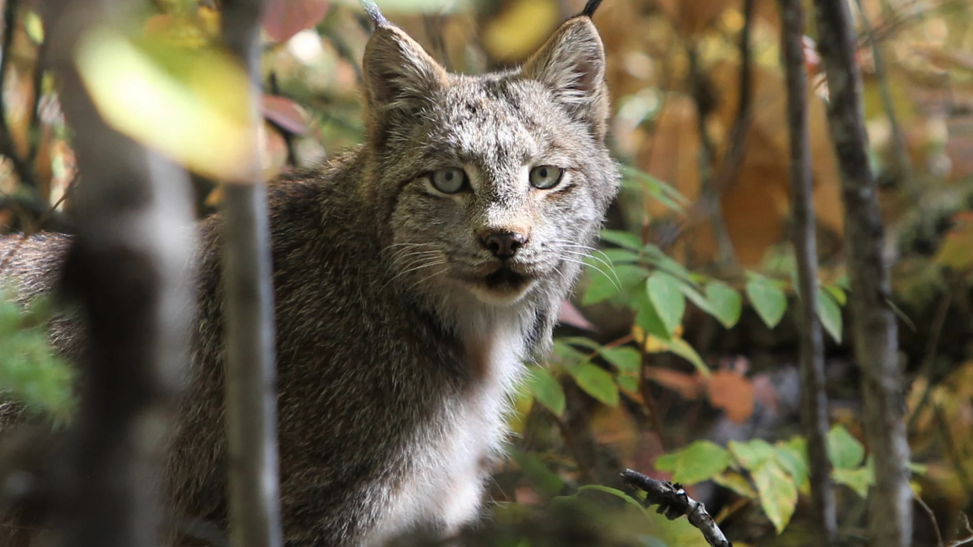 UGC - Prince Albert national park wildlife 1
