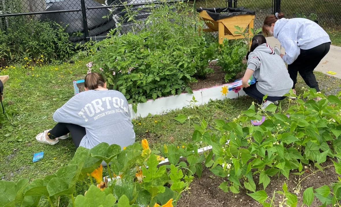 seed-kits-initiative-2/Provided by HRM via CBC