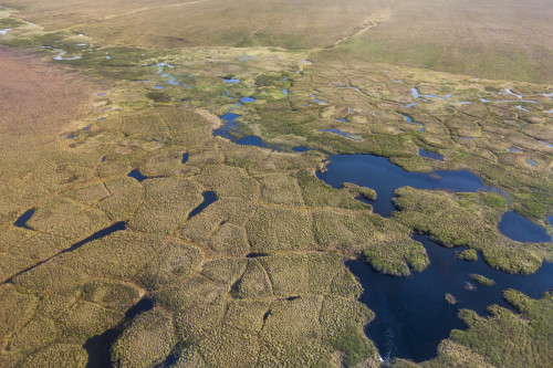 How climate change is impacting the Hudson Bay Lowlands — Canada's largest  wetland