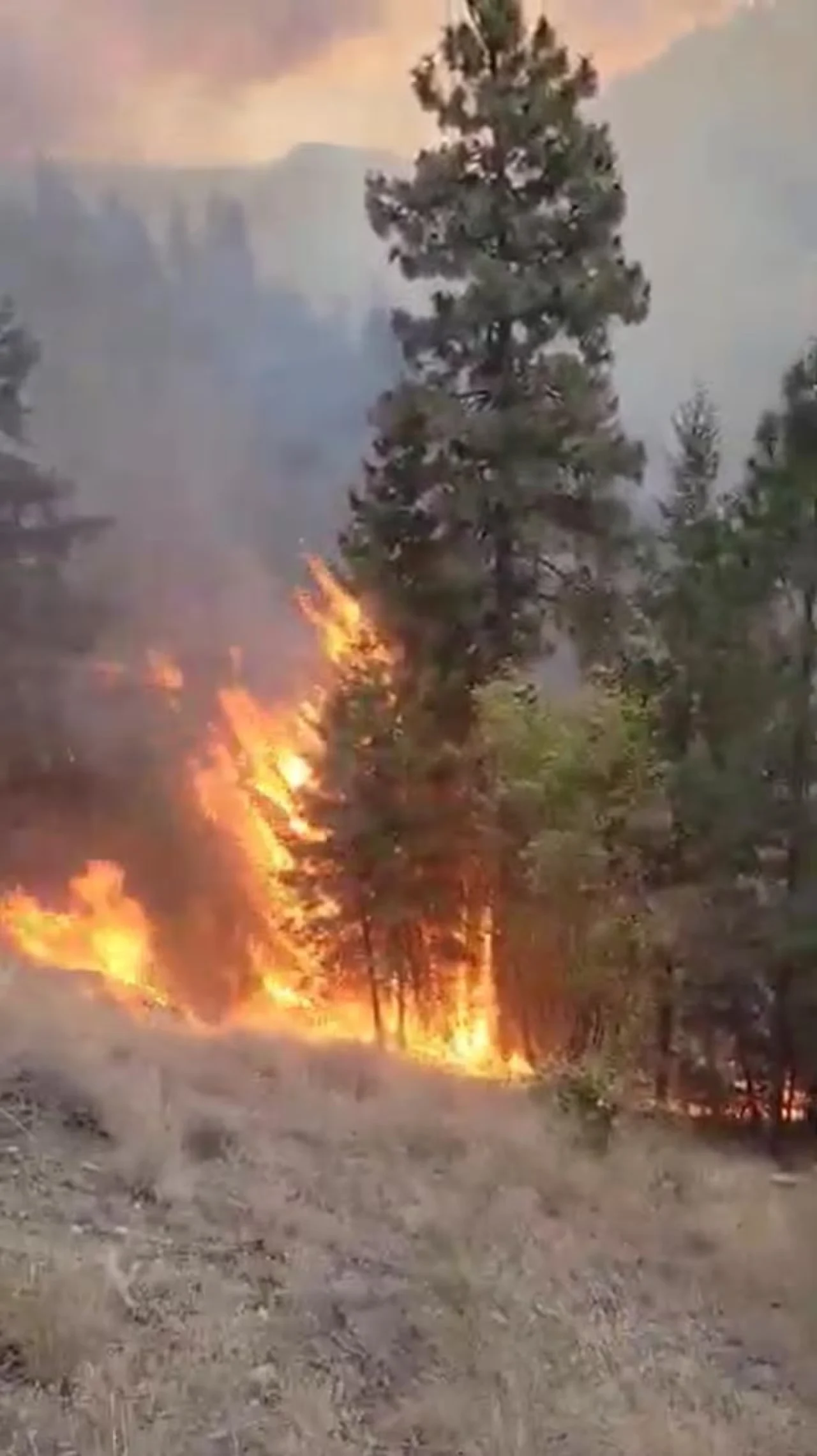 CBC: The Munro Lake wildfire near Peachland, B.C., grew quickly Thursday, Sept. 25, 2025, and prompted an evacuation order for 325 properties. (Submitted by Justin Bleasdale)