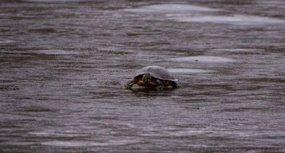 Rascally reptile rescued from a frozen lake by Brampton, Ont., firefighters