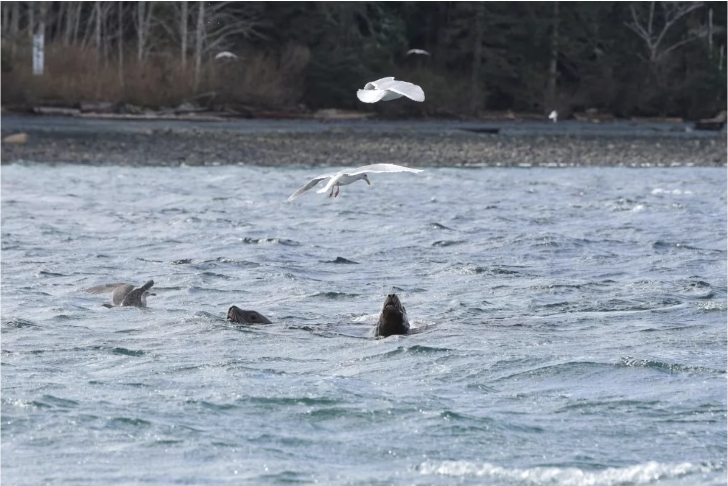 CBC: Sea lions and gulls feast on herring during a spawn off the coast of Port McNeill, B.C. (Jackie Hildering/Marine Education & Research Society)