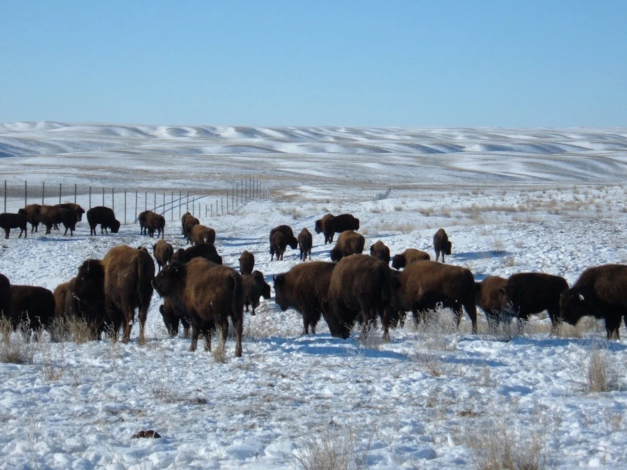 Plains bison herd in Grasslands National Park/Parks Canada 